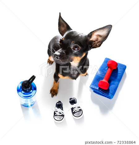 personal trainer dog personal trainer dog 72338864