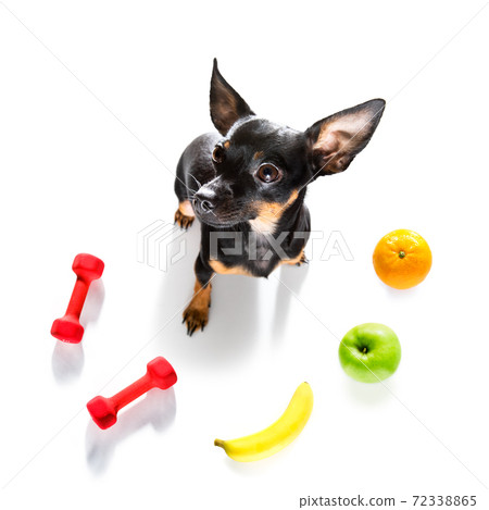 hungry dog with vegan healthy fruit 72338865