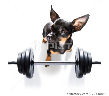 Personal trainer hot sale dog