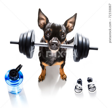 personal trainer dog personal trainer dog 72338867