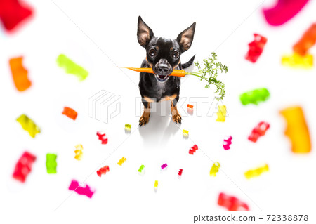 dog eating sweet candies or chewing bubble gum dog eating sweet candies or chewing bubble gum 72338878