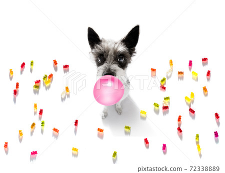 poodle dog eating sweet candies poodle dog eating sweet candies 72338889