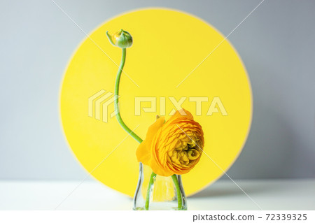 Minimalist still life in trendy illuminating color 72339325