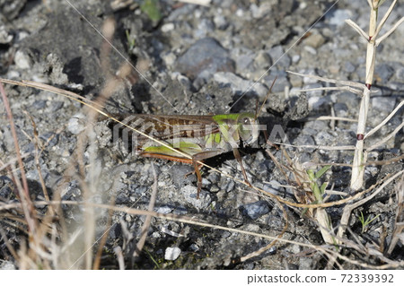 Tonosama beatta 72339392