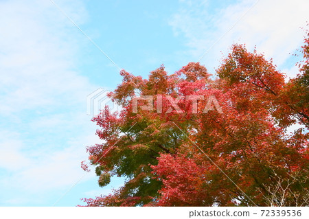 Bright Iroha maple autumn leaves 72339536