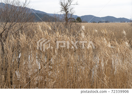 冬季西湖 72339906