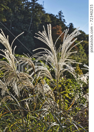 The season was autumn, on the bank of the Futae River in Funabashi City, and I took this picture when the pampas grass was backlit in the afternoon. 72340255