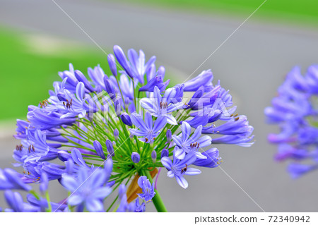 Agapanthus, a blue flower that blooms in spring 72340942