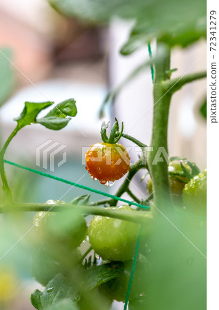 Mini tomato at home garden 72341279