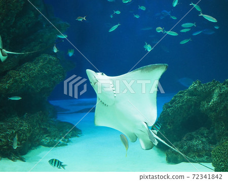 Cute stingrays swimming gracefully 72341842