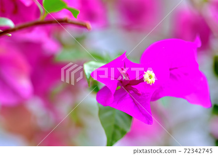 Bougainvillea, a pink flower that blooms in spring 72342745