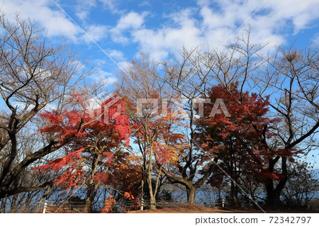 奧美琵琶湖公園大道的秋葉 奧美琵琶湖公園大道的秋葉 72342797
