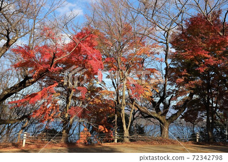 奧美琵琶湖公園大道的秋葉 72342798
