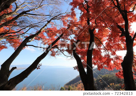 奧美琵琶湖公園大道的秋葉 奧美琵琶湖公園大道的秋葉 72342813