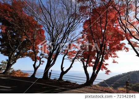 奧美琵琶湖公園大道的秋葉 72342845
