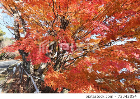 奧美琵琶湖公園大道的秋葉 奧美琵琶湖公園大道的秋葉 72342854