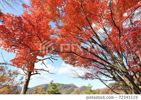 Autumn leaves of Okubiwako Parkway 72343119