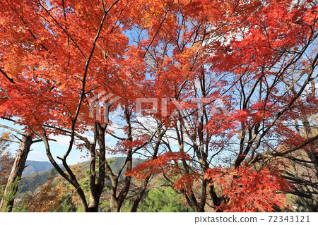 奧美琵琶湖公園大道的秋葉 奧美琵琶湖公園大道的秋葉 72343121