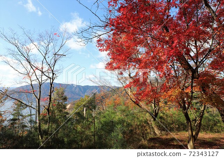 奧美琵琶湖公園大道的秋葉 奧美琵琶湖公園大道的秋葉 72343127