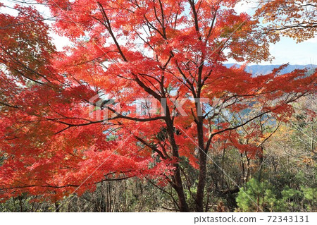 奧美琵琶湖公園大道的秋葉 奧美琵琶湖公園大道的秋葉 72343131