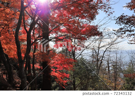奧美琵琶湖公園大道的秋葉 72343132