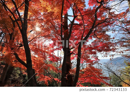 奧美琵琶湖公園大道的秋葉 奧美琵琶湖公園大道的秋葉 72343133