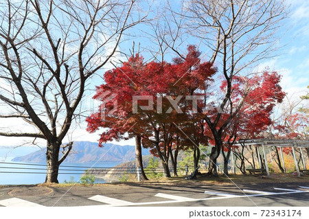 奧美琵琶湖公園大道的秋葉 奧美琵琶湖公園大道的秋葉 72343174