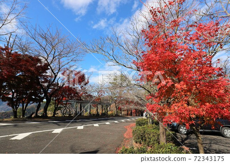 奧美琵琶湖公園大道的秋葉 72343175
