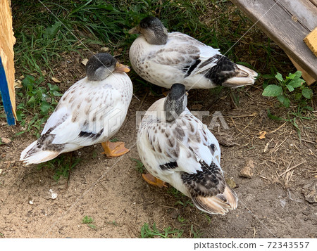 Very colorful Backyard Pet Snowy Call ducks Very colorful Backyard Pet Snowy Call ducks 72343557