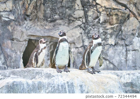 Penguin Penguin 72344494