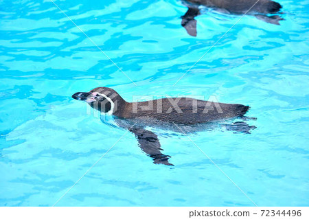 Penguin Penguin 72344496