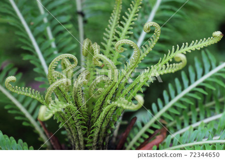 Young leaves of Kikas siamensis 72344650