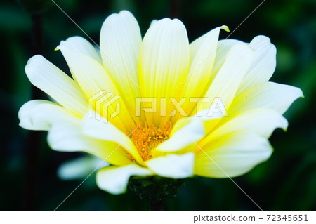 Osteo stem mum. Osteo stem mum. 72345651