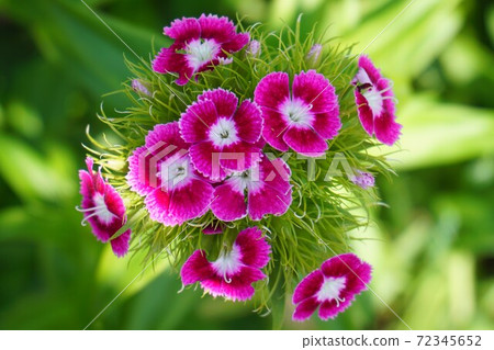Sweet William flowers. Sweet William flowers. 72345652