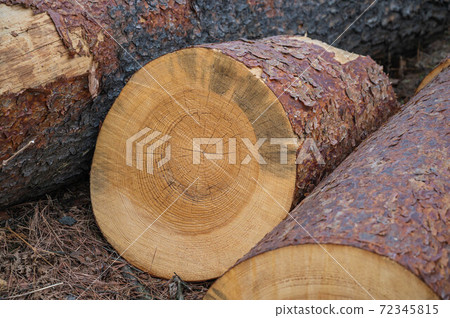 Pine felled due to pine wilt disease 72345815