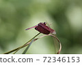 美麗的紅色蜻蜓 72346153