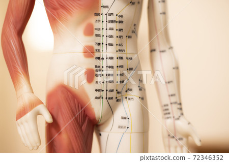 Acupuncture model salon image Acupuncture model salon image 72346352