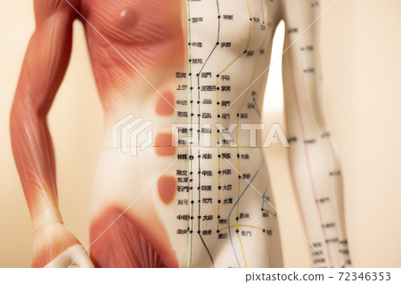 Acupuncture model salon image Acupuncture model salon image 72346353