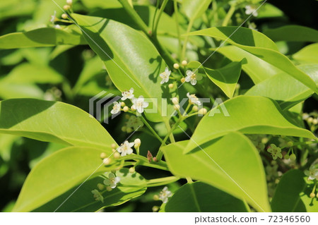 Soyogo花(雄花) Soyogo花(雄花) 72346560