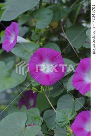 Morning glory 72346701