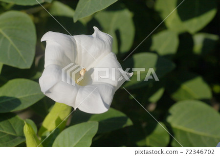 Morning glory 72346702