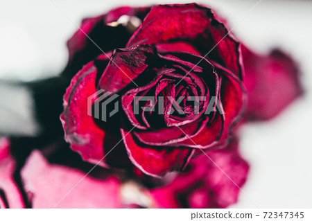 rose, flower, red 72347345