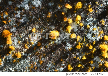 Algae violet Algae violet 72347476