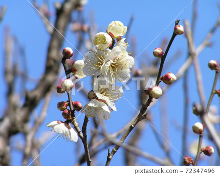 Plum Plum 72347496