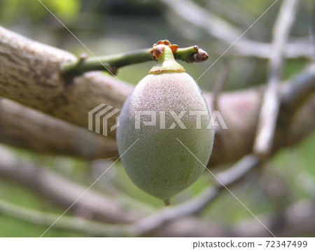 李子 李子 72347499