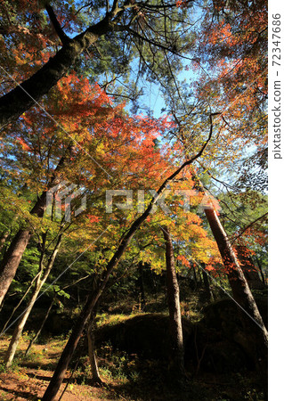Autumn leaves of Shosenkyo Tenkorin Autumn leaves of Shosenkyo Tenkorin 72347686
