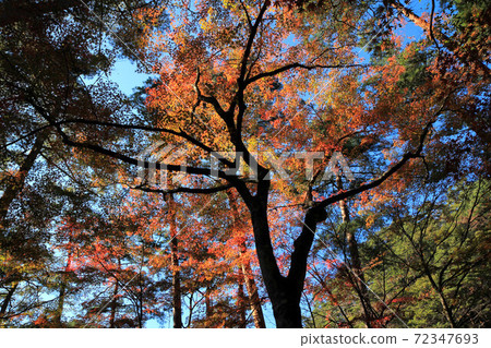 Autumn leaves of Shosenkyo Tenkorin 72347693