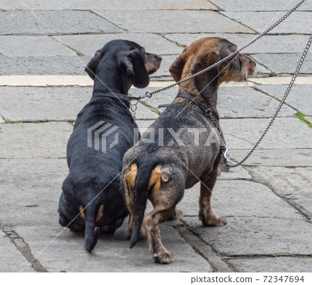 Dachshunds on leash - Venice 72347694