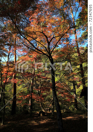 Autumn leaves of Shosenkyo Tenkorin Autumn leaves of Shosenkyo Tenkorin 72347695