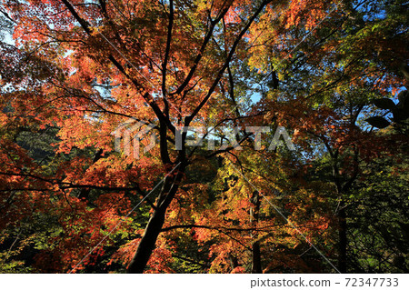 Autumn leaves of Shosenkyo Tenkorin Autumn leaves of Shosenkyo Tenkorin 72347733